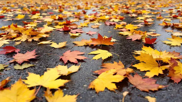 Colourful autumn leaves scattered on wet pavement