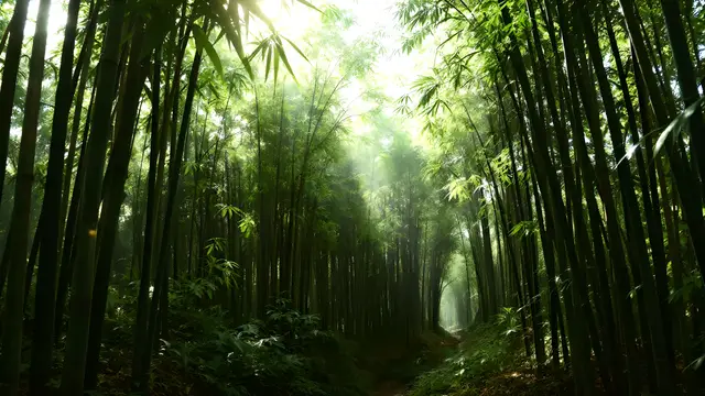 A bamboo forest with soft filtered light