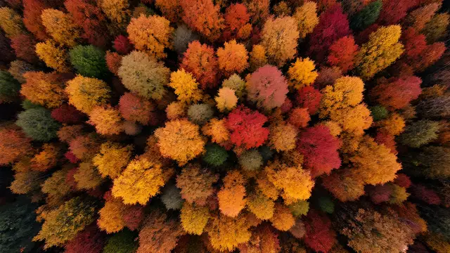 An autumn forest canopy in red, orange and gold