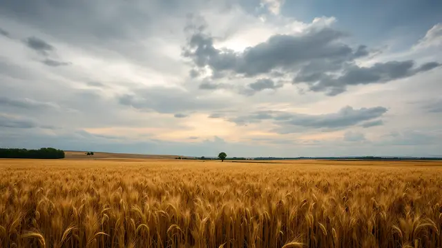A wide open wheat field under a dramatic sky
