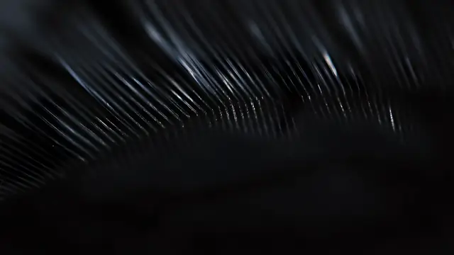 Close-up of black feather barbs on a dark background