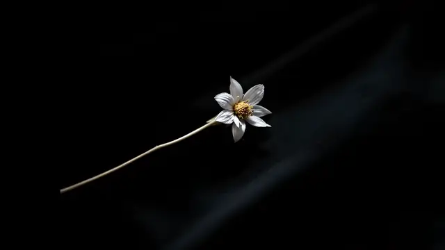 A single dried flower on black fabric in soft side light