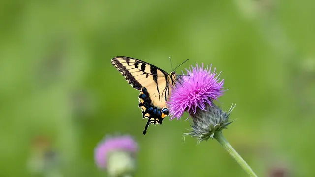 A swallowtail butterfly resting on a purple thistle flower