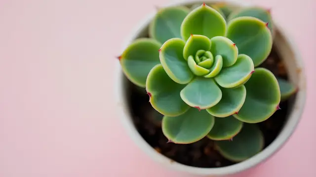 A small potted succulent with round soft-edged leaves against a pastel background