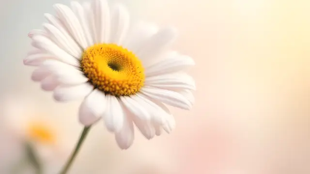 A daisy flower with soft round petals against a blurred pastel background