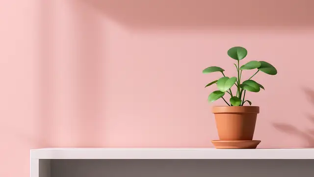 A small round terracotta pot with a soft round-leaved plant on a pastel shelf