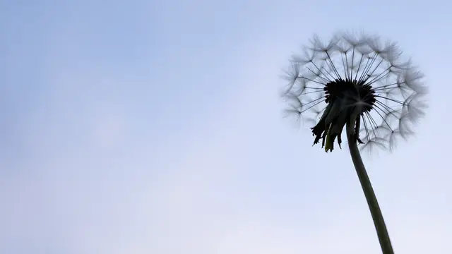A dandelion seed head against a soft blue sky