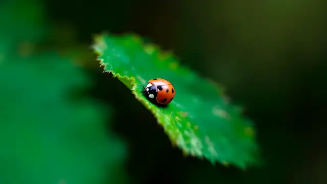 A red ladybug on a green leaf