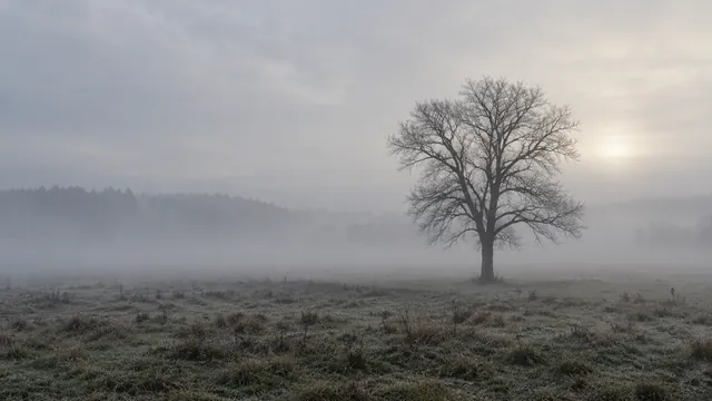 Single bare tree in a misty grey field