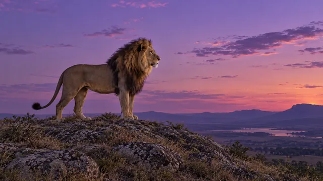 Lion on a dusk ridge