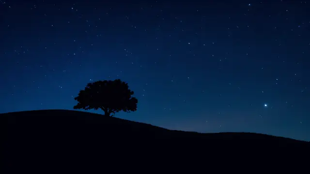 A lone tree silhouette on a hill under a starry night sky