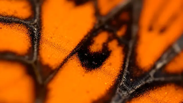 A butterfly wing pattern in warm orange tones