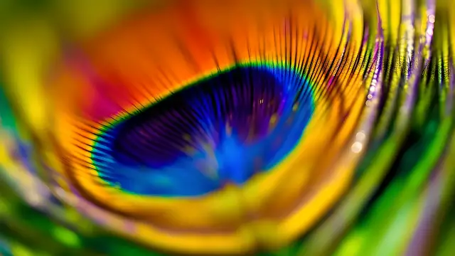 Peacock feather barbs with strong specular highlights