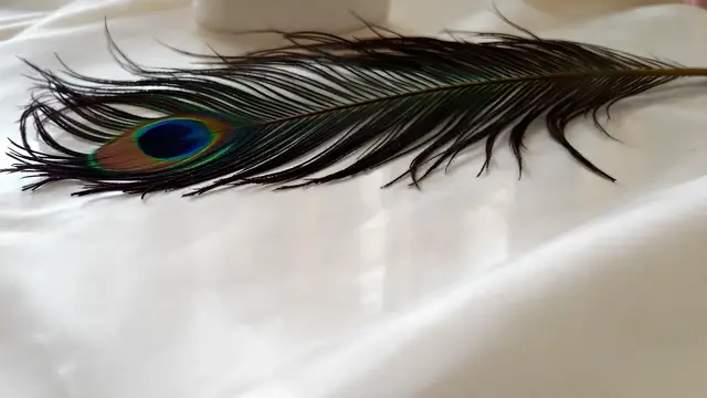 A peacock feather on a reflective surface with mirrored shine