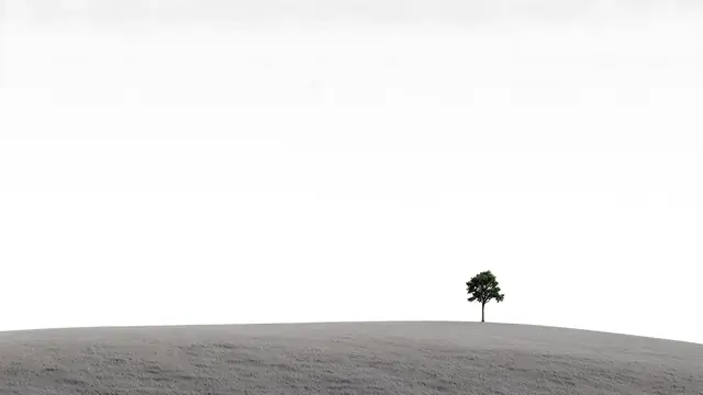 A single small tree on a smooth grey hill under a white sky
