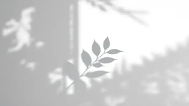 A single leaf shadow on a plain white wall