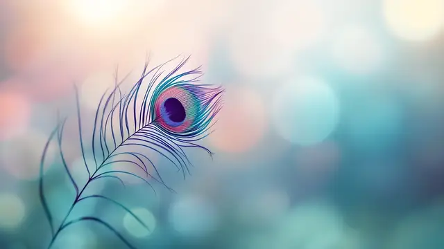 Soft, pale peacock feather in pastel colours