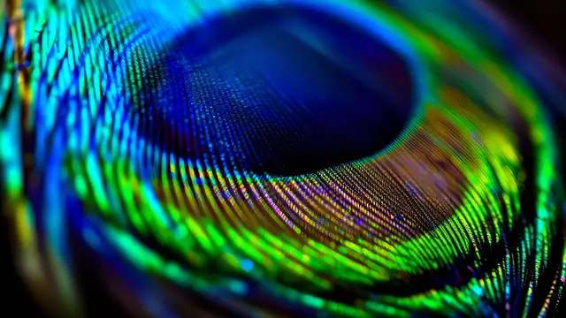 Close-up of a peacock feather eye lit from the side