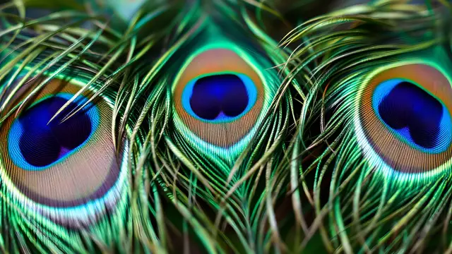 Three overlapping peacock feathers fanned across the frame