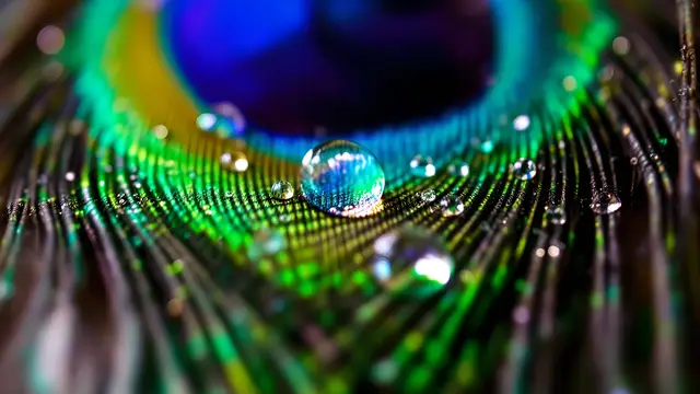 Peacock feather with fine water droplets on its barbs