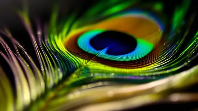Peacock feather shining under bright light