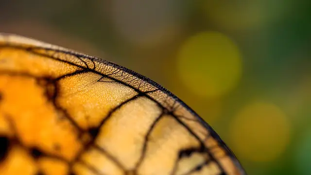 Butterfly wing edge against a soft blurred background