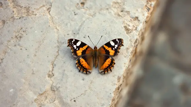 A butterfly resting on a plain stone surface