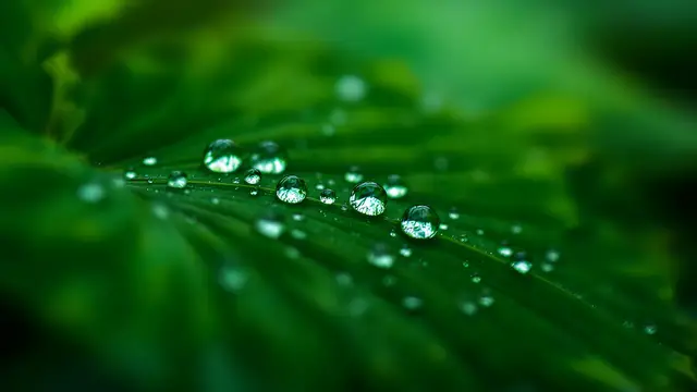Dew drops on a green leaf