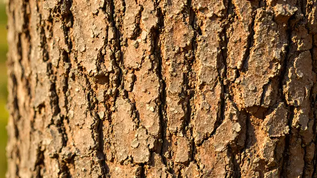 Tree bark texture in warm brown tones