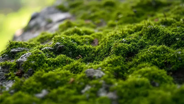 A moss-covered rock surface
