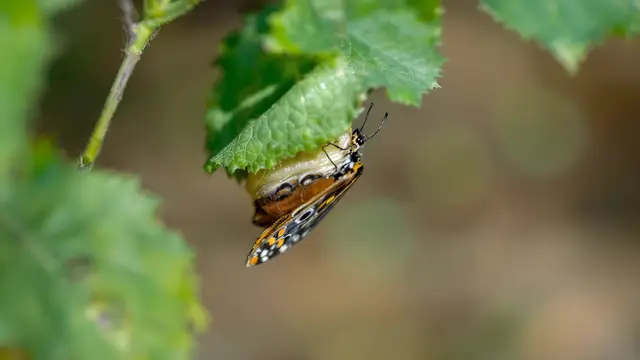 A butterfly emerging from a chrysalis on a green leaf