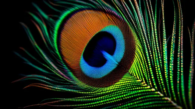Close-up of the centre of a peacock feather eye