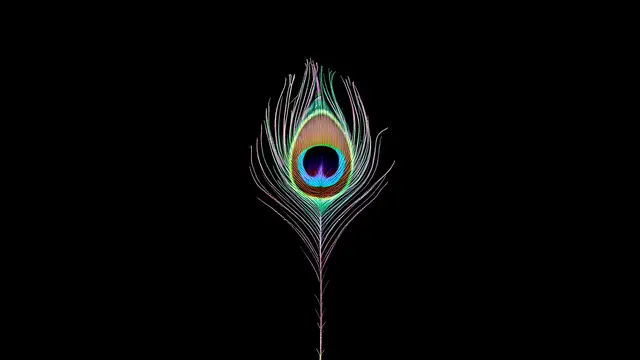 A peacock feather seen straight on, centred in the frame