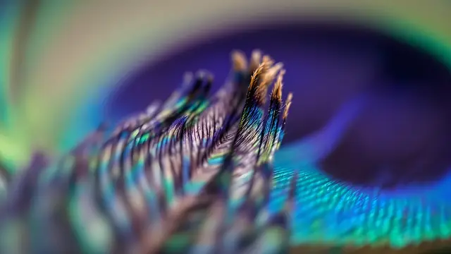 Peacock feather tip where the barbs fray apart