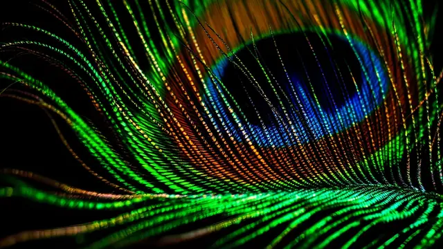 Close-up of the green and bronze outer barbs of a peacock feather