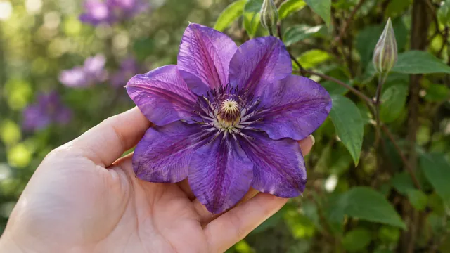Purple flower held in a hand