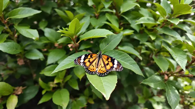 A butterfly on a leaf with surrounding foliage visible