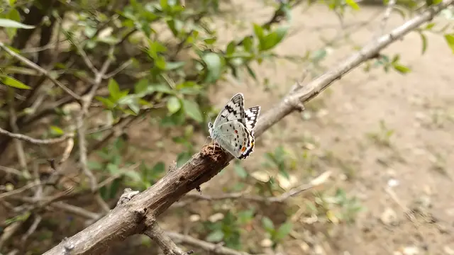 A butterfly mid-perch on a twig with natural surroundings