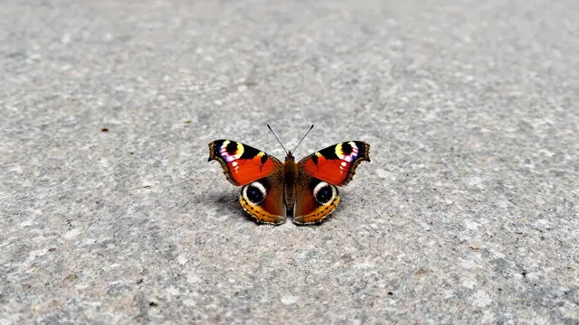 A butterfly resting on a textured stone surface