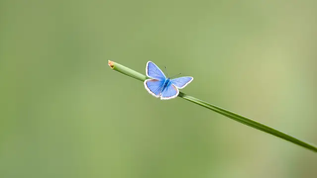 A small blue butterfly on a green blade of grass