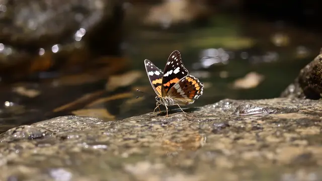 A butterfly drinking from a wet stone at the edge of a stream