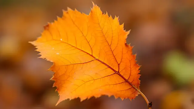 A single autumn leaf with visible veins